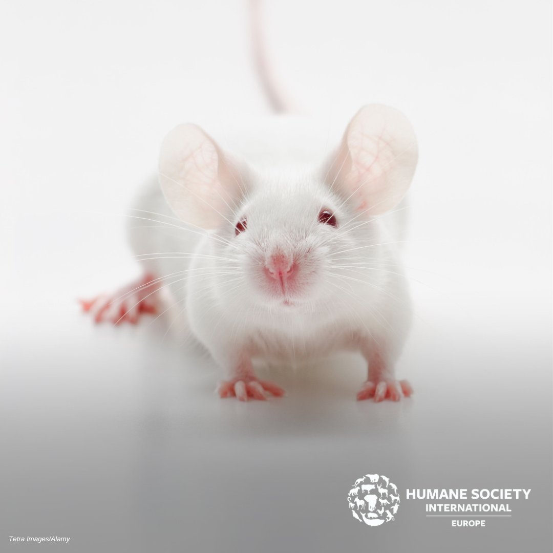 Millions of EU citizens want to see #ScienceWithoutSuffering. We urge #EUElection2024 candidates to support the revision of #REACH to maximise adoption of non-animal methods for safety assessment of chemicals.
#HSIEurope #EUElection2024 #EP2024 #EU4AnimalWelfare