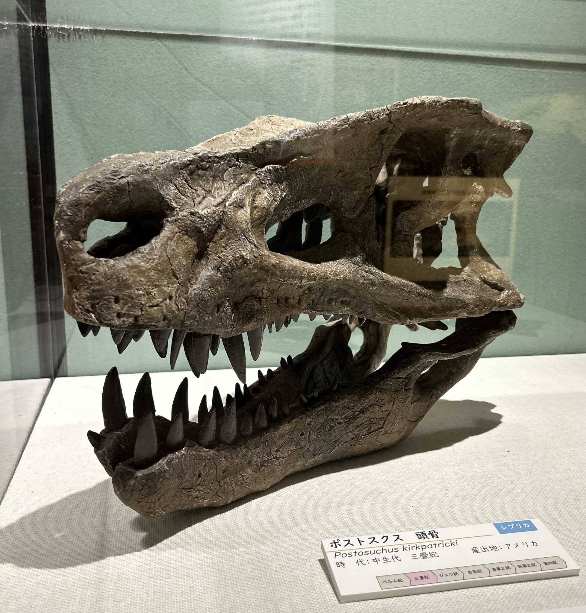 木彫　三畳紀の爬虫類 ポストスクス　頭骨模型　約1/10スケール 木彫 三畳紀の爬虫類 ポストスクス 頭骨模型 約1/10スケール