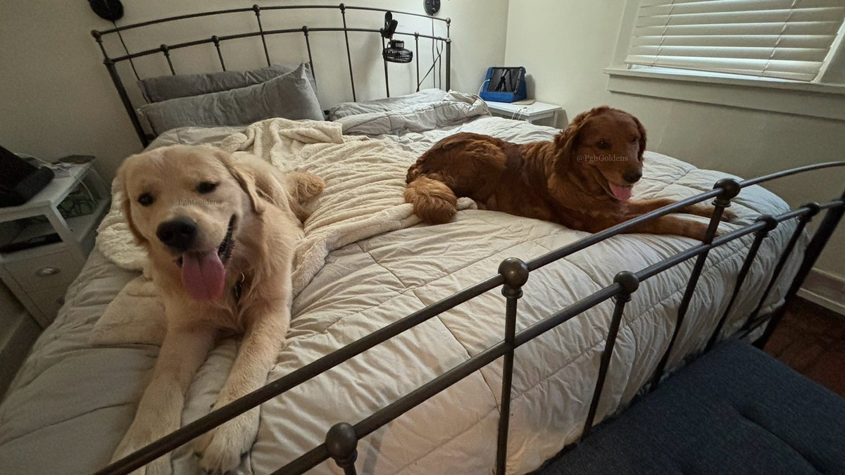 We had an 🚨emergency🚨executive meeting and unanimously decided the people can sleep anywhere else forevermore. Happy #TongueOutTuesday, everyone! #GRC #GoodestDogs #SoMuchRoomForActivities 

#DogsOfTwitter #GoldenRetrievers