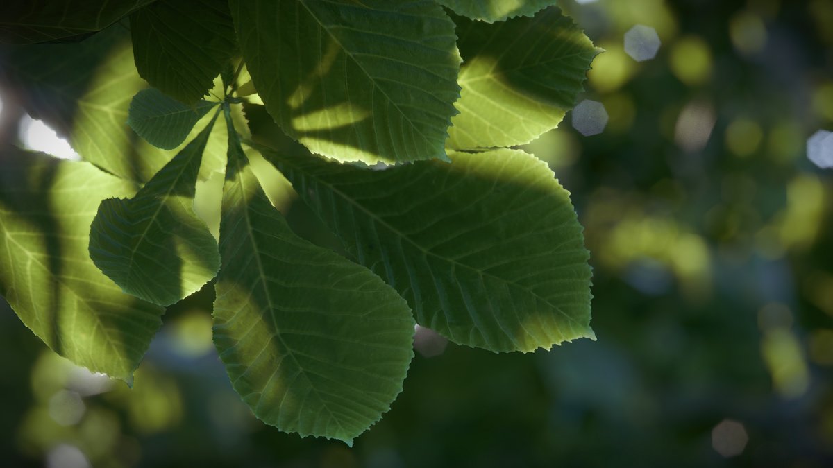 Fine-detail nature🍃 En Lumion 2024 la naturaleza detallada es compatible con el trazado de rayos, lo que asegura que todos los elementos se representen con gran realismo. Descubre todas las novedades aquí: zurl.co/ebOS #naturaleza #trazadoderayos #Lumion2024