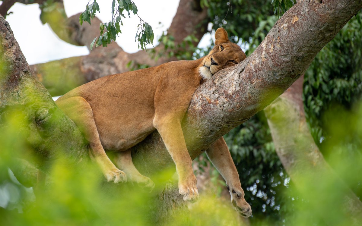 U_WildSafaris's tweet photo. Tree climbing lions can be found the southern part of the ishasha sector of Queen Elizabeth national park. The habit of lions climbing trees is not often. Queen Elizabeth is the only park in Uganda where tree climbing lions can be found.
Travel guide: https://t.co/FXIZfhmQlo
#Ug https://t.co/Y3eShCVmG8