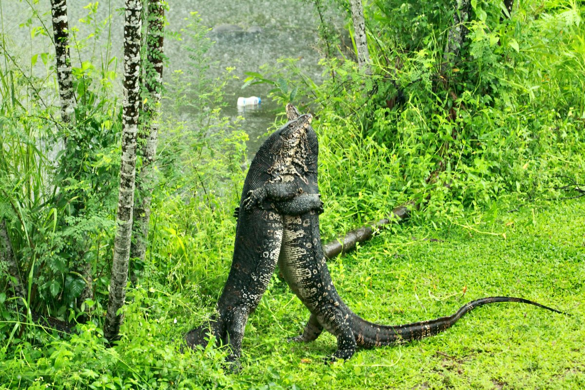 War of Titans in our lawn! Two massive monitors lizards locked in an embrace to establish the territory till one threw the other in the lake. Then both went away in peace. If only that’s what we did with #war. A long embrace & then peace. Shot by @adityavikram04 #WildlifeWonders