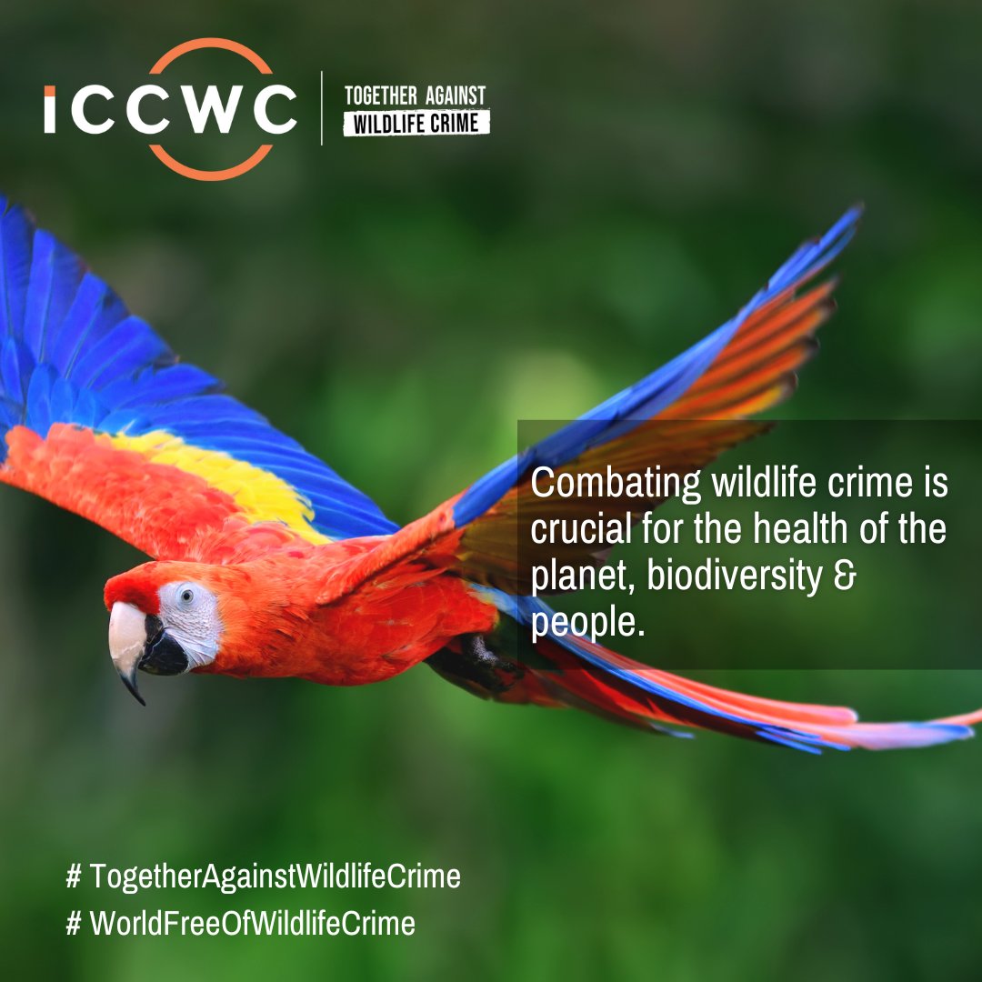 #WildlifeCrime has devastating consequences. We must combat it for the health of the planet, biodiversity & people. 

Find out more ➡️ iccwc-wildlifecrime.org

#TogetherAgainstWildlifeCrime #ICCWC