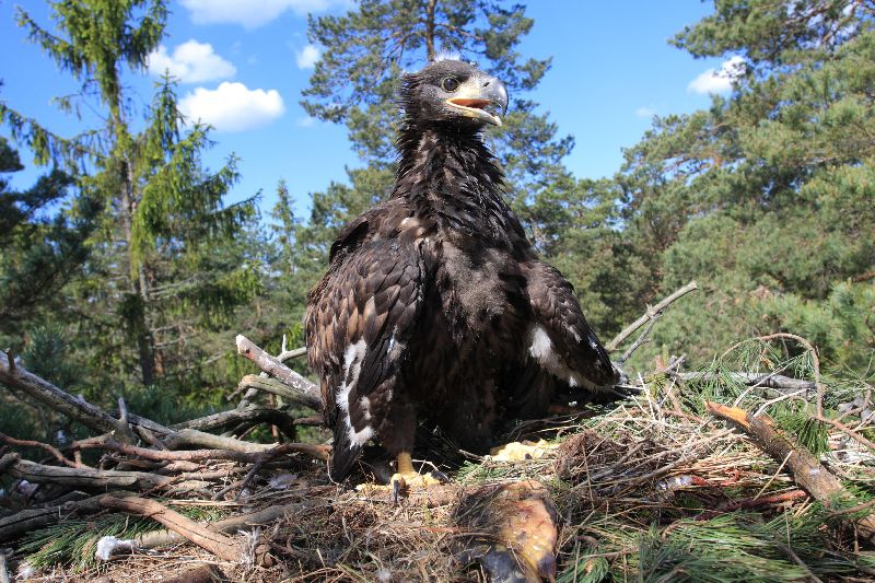 Rekordní rok na Vysočině. Hnízdí tu 25 párů orlů mořských, dokonce i ten, který v lednu přežil otravu karbofuranem. Orlům vadí těžba dřeva v okolí hnízd, proto hnízda společně s <a href="/birdlife/">Larry Bird</a>.cz vyhledáváme a žádáme vlastníky o zastavení prací. Na Vysočině se to daří. Díky! <a href="/LesyCR/">Lesy CR</a>