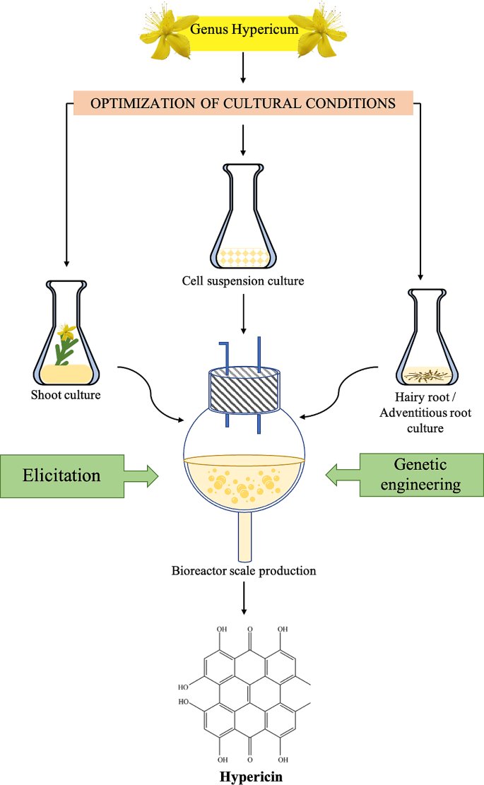PCTOCjournal's tweet photo. Biotechnological approaches for the production of hypericin and other important metabolites from the genus Hypericum

https://t.co/YEyPm6Hf31 https://t.co/TVGcTW84pg