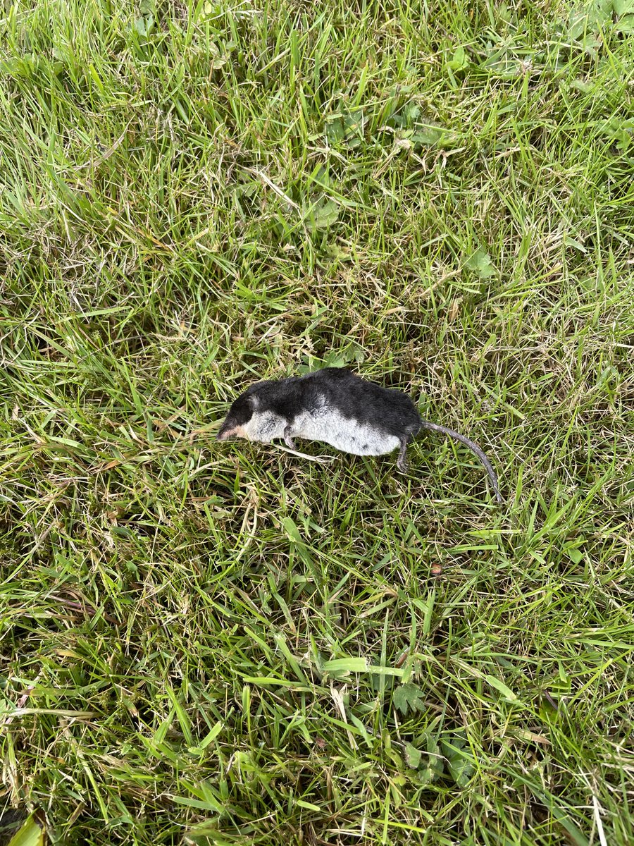Interesting find yesterday. A dead Water Shrew at Silkstone golf course not far from the car park and about 300m from a water body. ⁦@SorbyNatHisSoc⁩ ⁦@Lunn2Jeff⁩