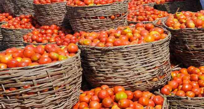 Tomato Scarcity Caused By Farm Infestation, Says Agric Minister channelstv.com/2024/05/28/tom…