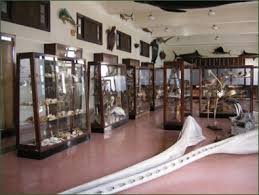 1842-Se crea Museo de Historia Natural Felipe Poey. Desde 1930 radica en el edificio de ciencias de la @UdeLaHabana. Fundado por el naturalista cubano Felipe Poey, atesora colecciones de invertebrados marinos y terrestres, peces, reptiles, aves y mamíferos @EdMartDiaz @citmacuba