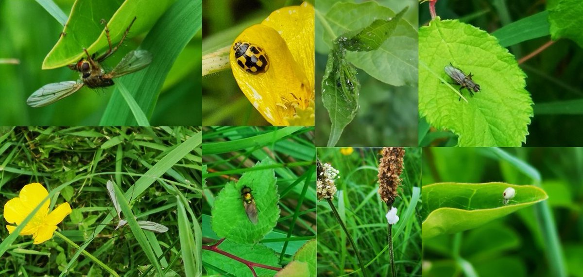 Wonderful to join the #Bioblitz @ATU_Galway on Friday #Biodiversityweek2024 . Visible impact of the native hedgerow, on #biodiversity.