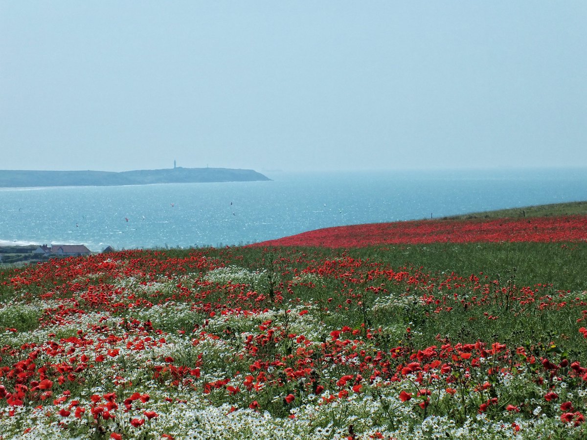 Daily #photooftheday from #France ... and they called it Poppy Love... 🎶
#thegoodlifefrance
📷 Provence; Loire Valley; Opal Coast, Pas-de-Calais