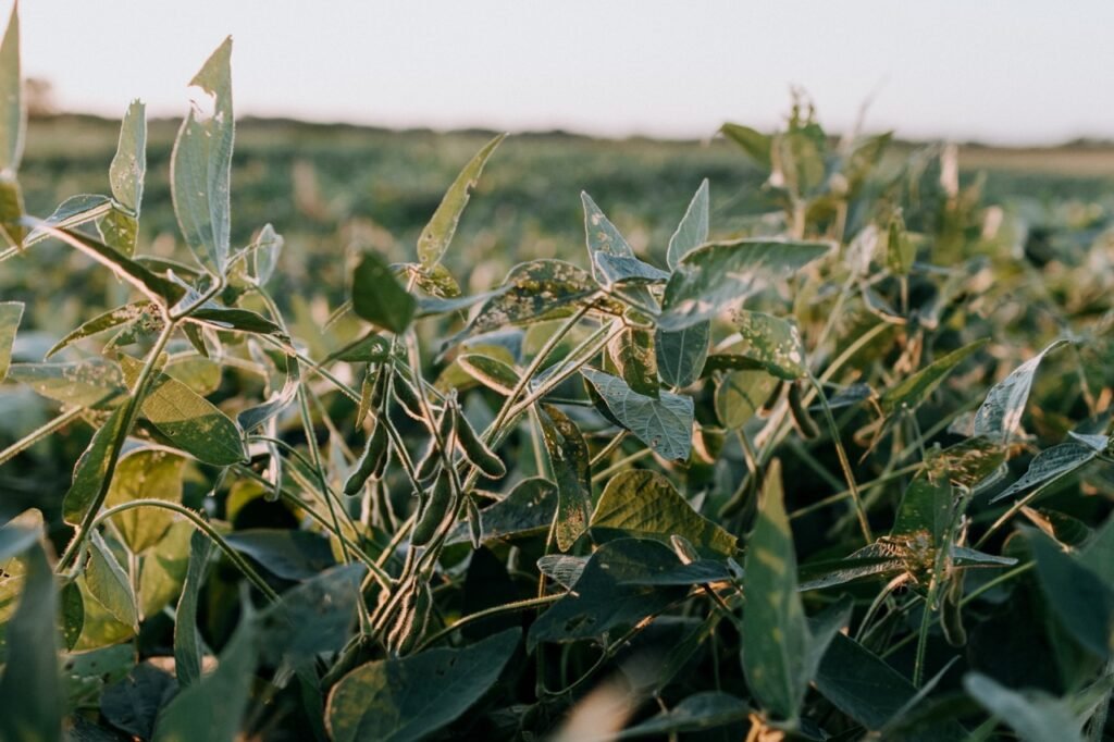 🌱 Exciting news! MICROBIOMES4SOY launched its webpage! Coordinated by @AT_Bioresources, this initiative unites 17 partners from 10 countries, making use of microbiomes in the food system. 🌍🔬 microbiomes4soy.eu #HorizonEurope #Sustainability #Microbiomes