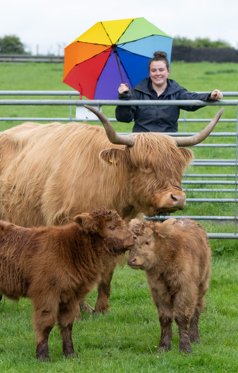 Affectionately known as Maisie and Ishbel, the calves are the first purebred Highland cattle to be born at the National Museum of Rural Life.

𝗙𝗶𝗻𝗱 𝗼𝘂𝘁 𝗺𝗼𝗿𝗲: tinyurl.com/4kvzwkpm