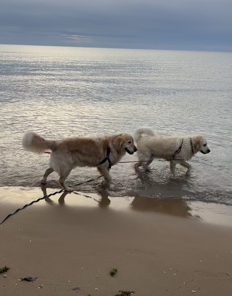 Huckhound14's tweet photo. Good Tuesday morning from our first time to a sandy beach ๐๏ธ
#Pupcation #PureMichigan #goldenretrivers https://t.co/AipMlwwwKO