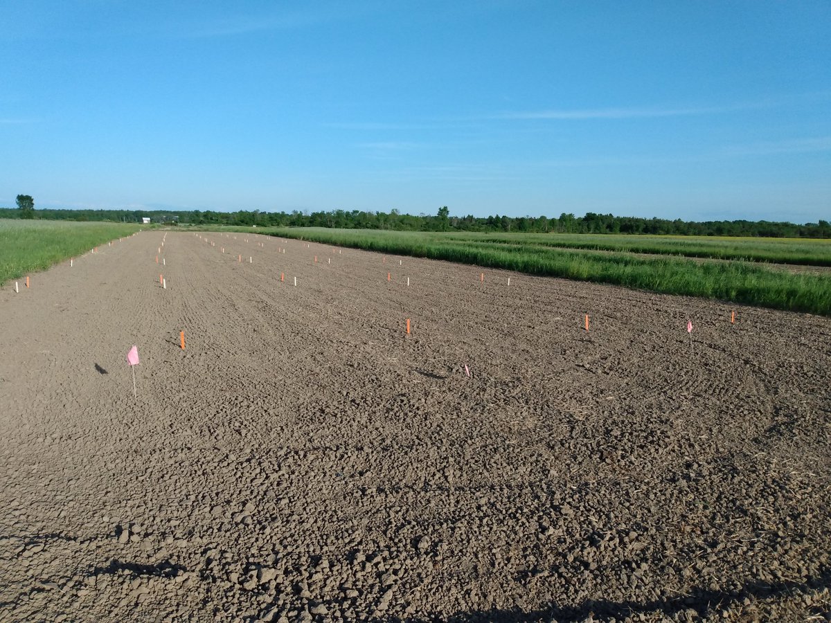 Evaluating weed control &amp; soybean tolerance to increasing rates of metribuzin. Received .66" rain within 24 hrs of the metribuzin applications and more rainfall in the forecast today.