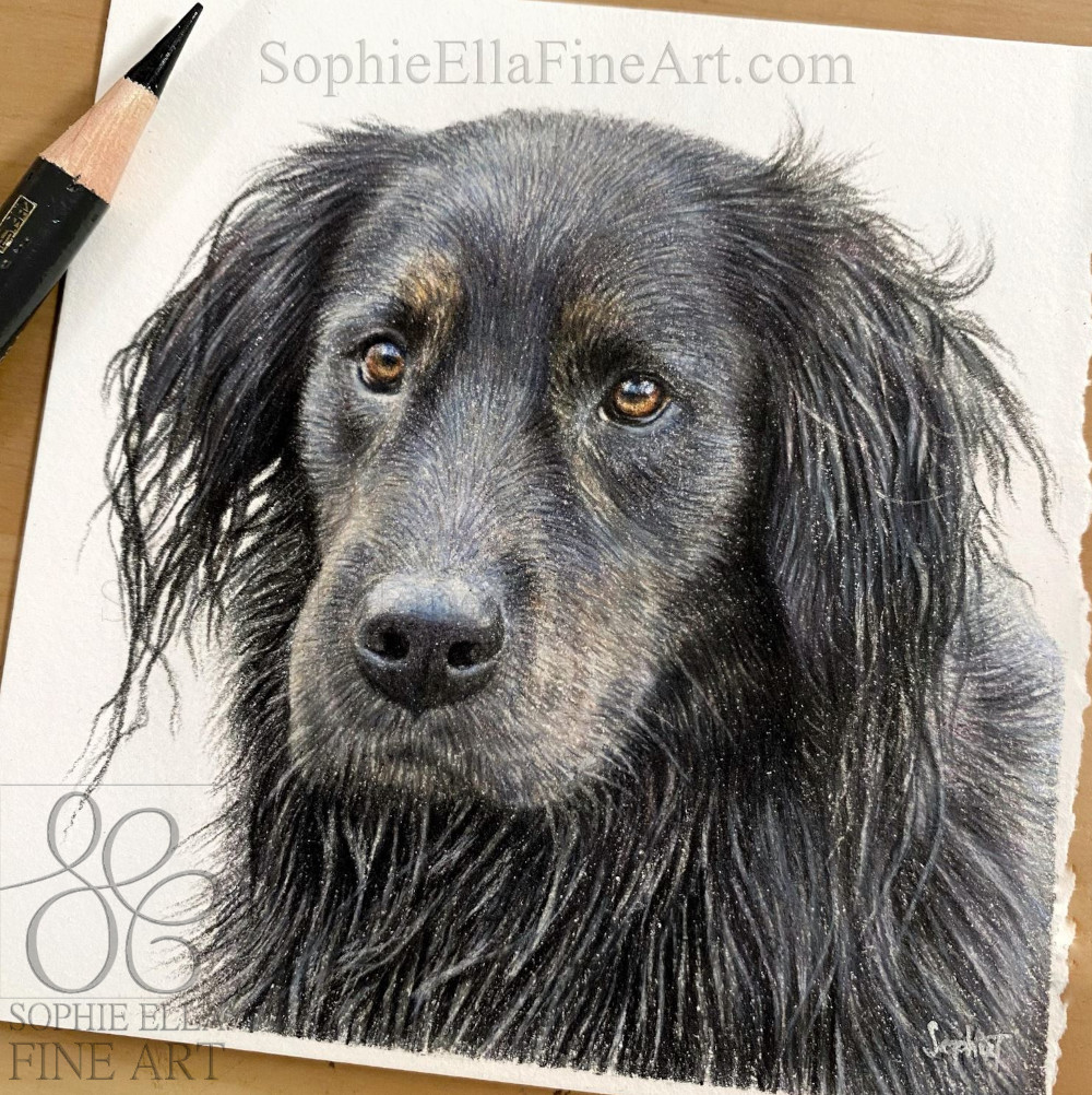 After all the cat pet portraits here’s a dog one! This is Dudley💙
sophieEllaFineArt.com
#dogdrawing #colouredpencilartist #colouredpencilart #dogportrait #coloredpencilart #coloredpencilart #giftidea #petportrait #petportraitartist #realisticdogportrait #petlovers #doglover