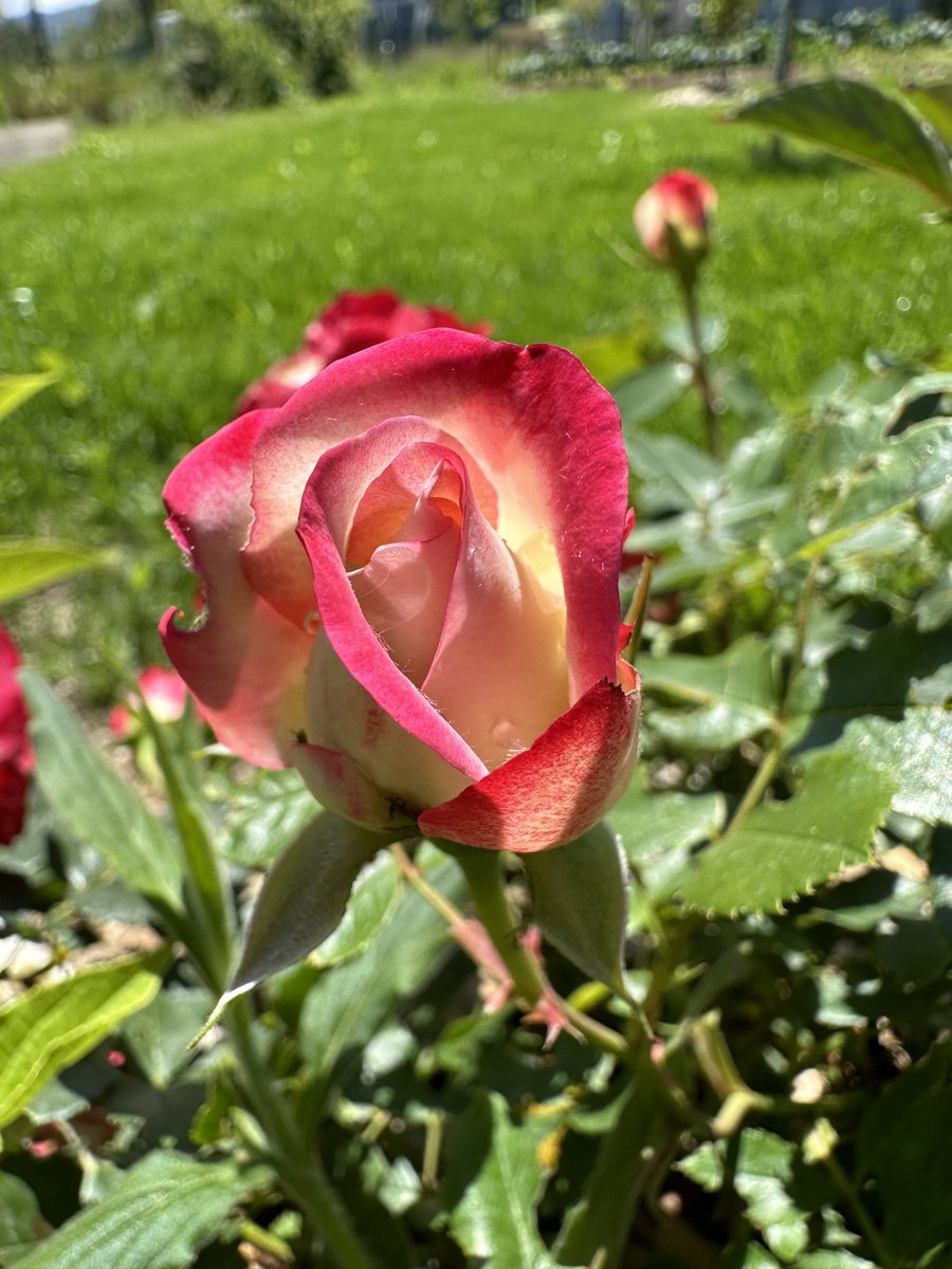 Alves Elisabete (@eaxpereira) on Twitter photo 