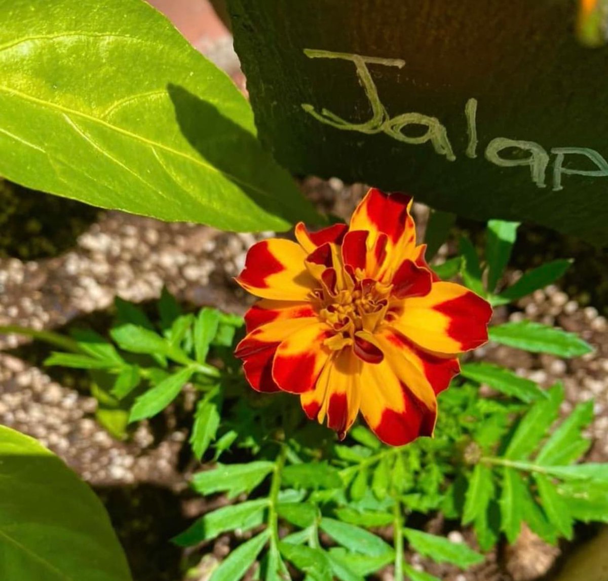 Happy Tuesday from @healingfoodsgarden #frommygarden #haveagreatday #liveyourbestlife #livewithkindness #livewithgratitude #livewithoutregret #loveoneanother #seizetheday #practicerandomactsofkindness #Flower #Flowers #FlowerOfTheDay #FlowerLover #FlowerPhotography #flowerdaily