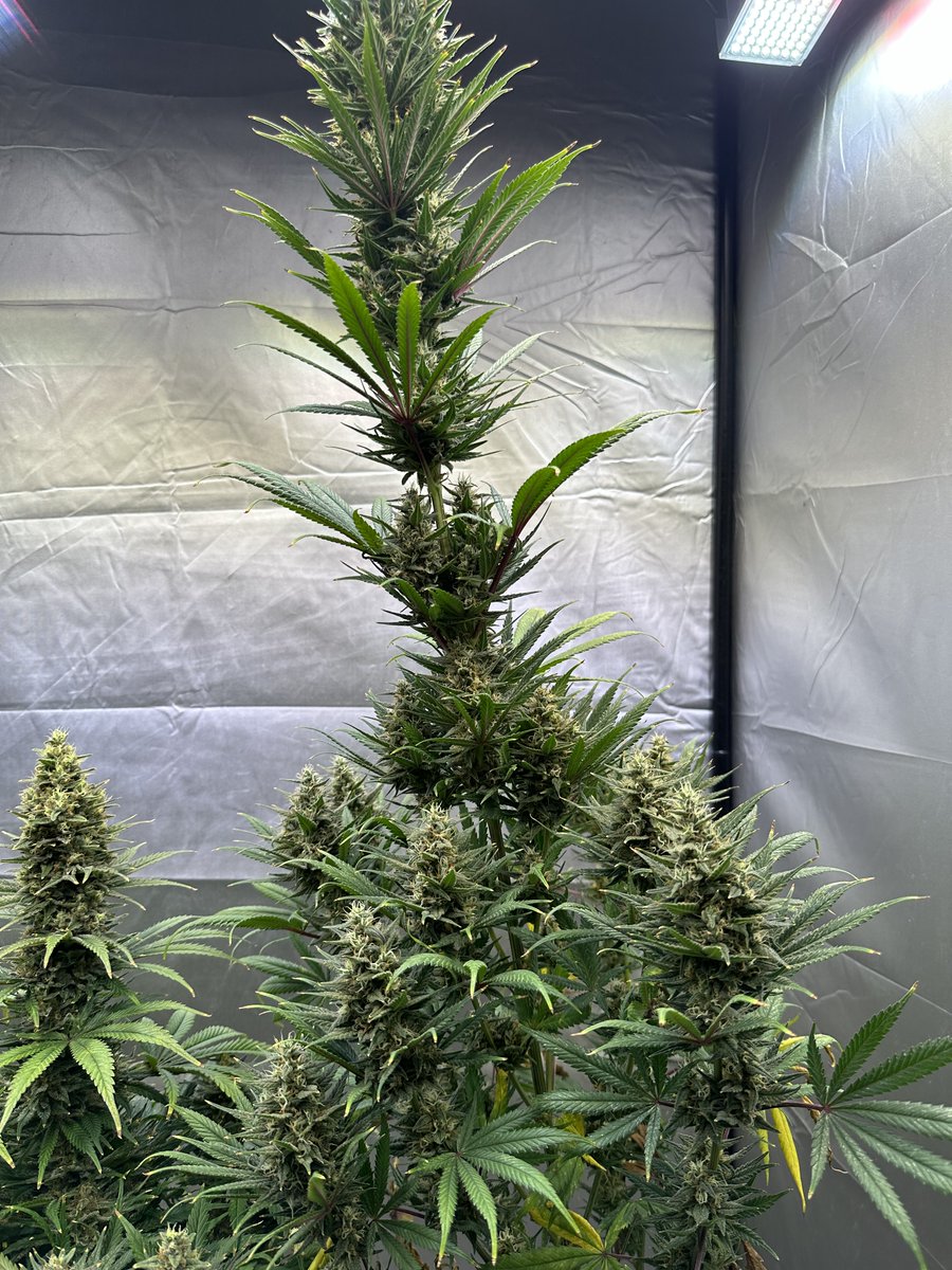 Menudo estirón se ha marcado esta Buddha Diesel 🦒con 6 semanas de flora 🌸El olor que desprende es insuperable 
#buddhaseeds #cannabisgrower #cannabisclub #weedsmokers