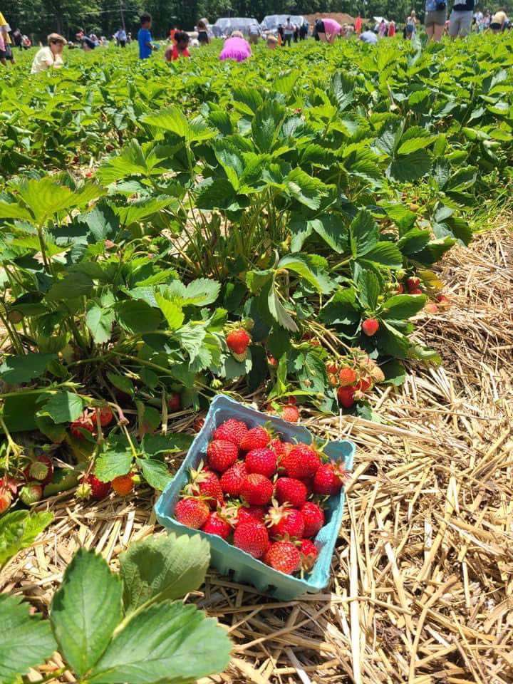 Freshly Picked Strawberries 🍓 ☀️ ~ C #GodMorningTuesday  #isolatedblvckXblackdaisy  #twitter #TheNagaWarriors #TuesdayTrivia