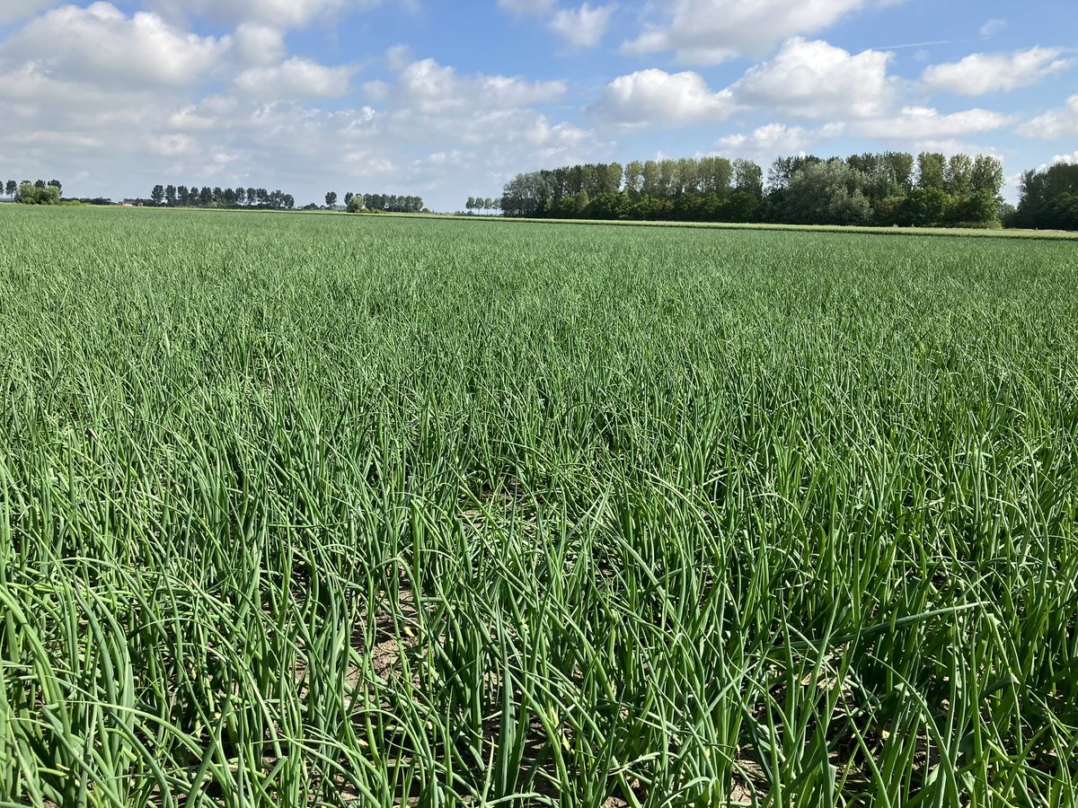 15 april foto 1-2 na een bizarre hagelbui! 28 mei foto 2-3.  6 weken later op het zelfde perceel. Bizar hoe de natuur kan herstellen! #uien #akker #oogst2024 <a href="/AkkerTweet/">Akkerwijzer.nl</a> #hagelschade
