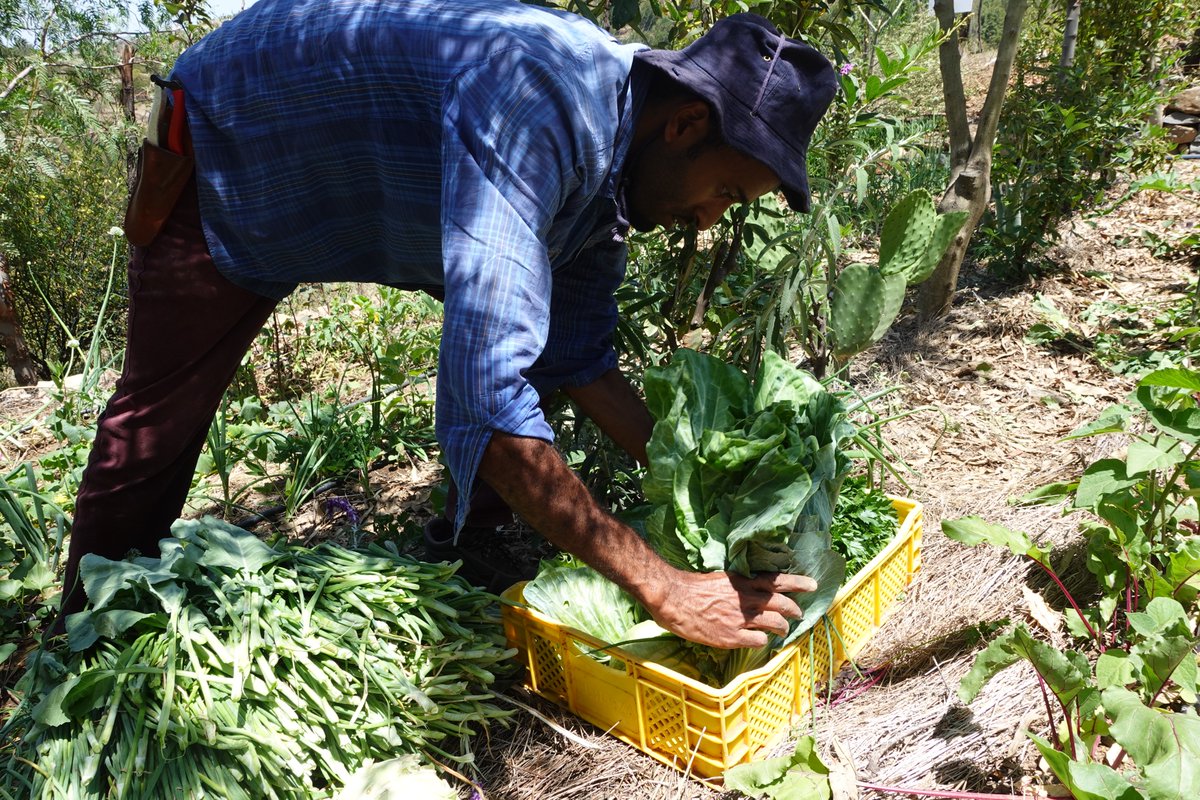 🇨🇻 In Santo Antão, agriculture heavily relies on scarce rainfall. However, agroecological practices like mulching & intercropping have led to effective vegetable production with minimal water usage.
🌱The produce is donated to school canteens, ensuring healthy meals for children.