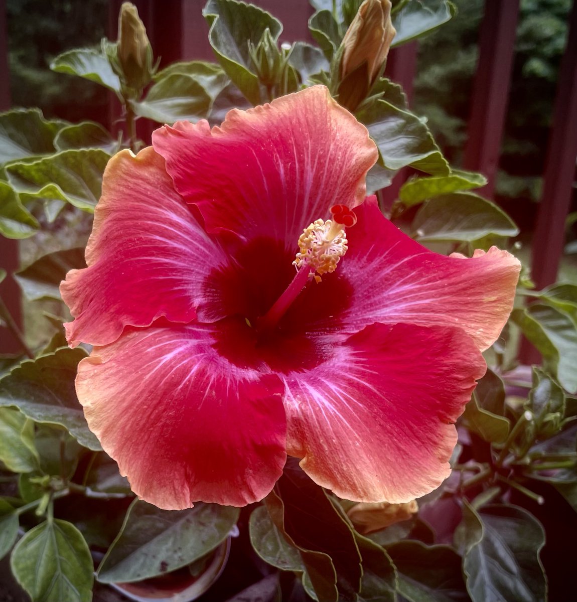 Hibiscus, so beautiful it’s almost obscene…