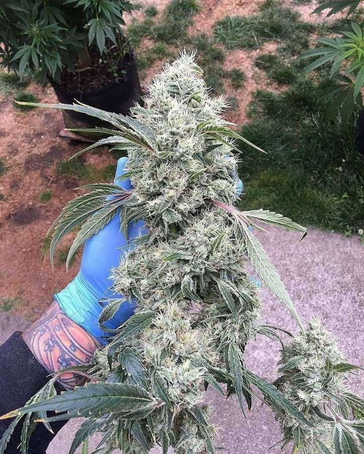 Pretty nice 🍁🔥💪

#insidecannabis #smokeweedeveryday #high #cannabis #cannabiscommunity #weed #marijuana #thc #cbd #cannabisculture #weedporn #weedstagram #hightimes #stoner #indica #sativa #hemp #maryjane #ganja #growyourown #smoke #cannabissociety #weedlife