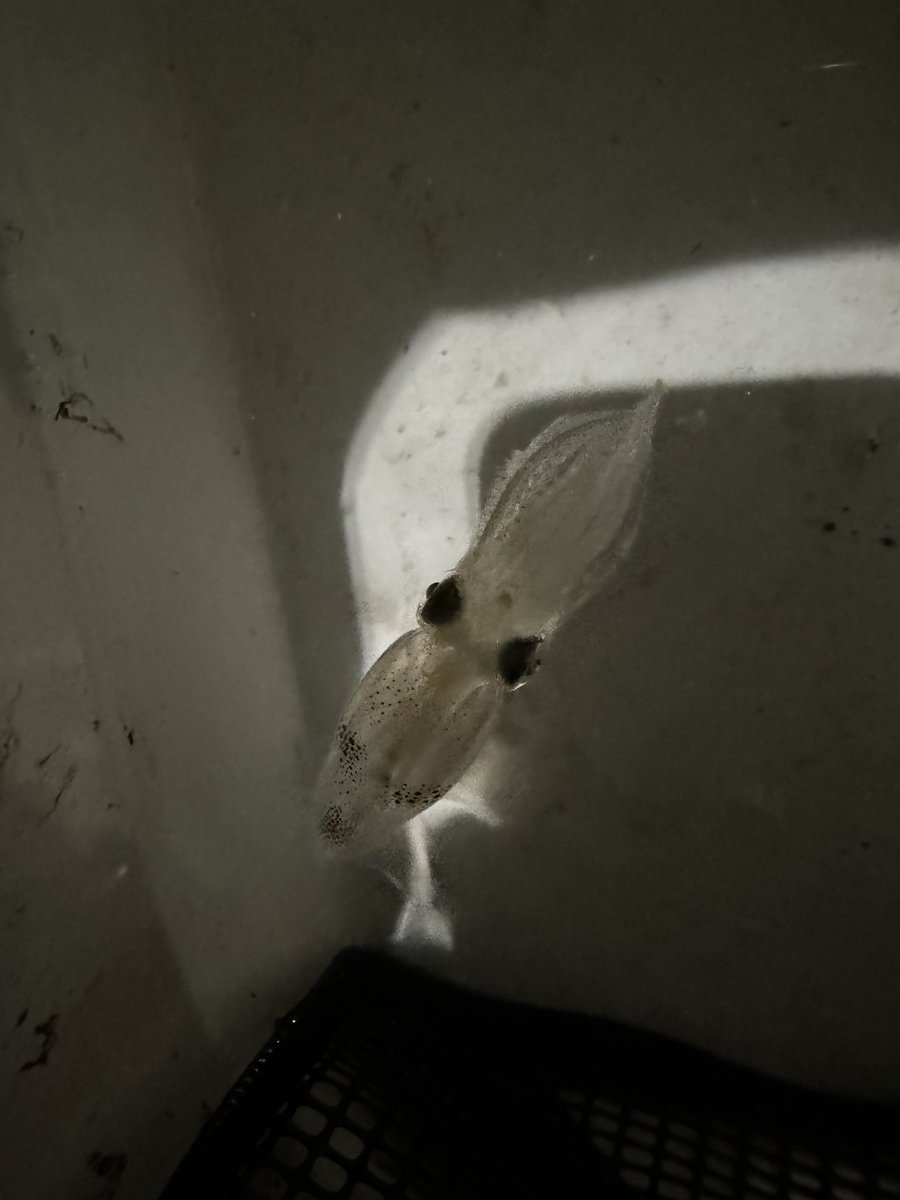 先週土曜の釣果
もう始まってますよ🦑