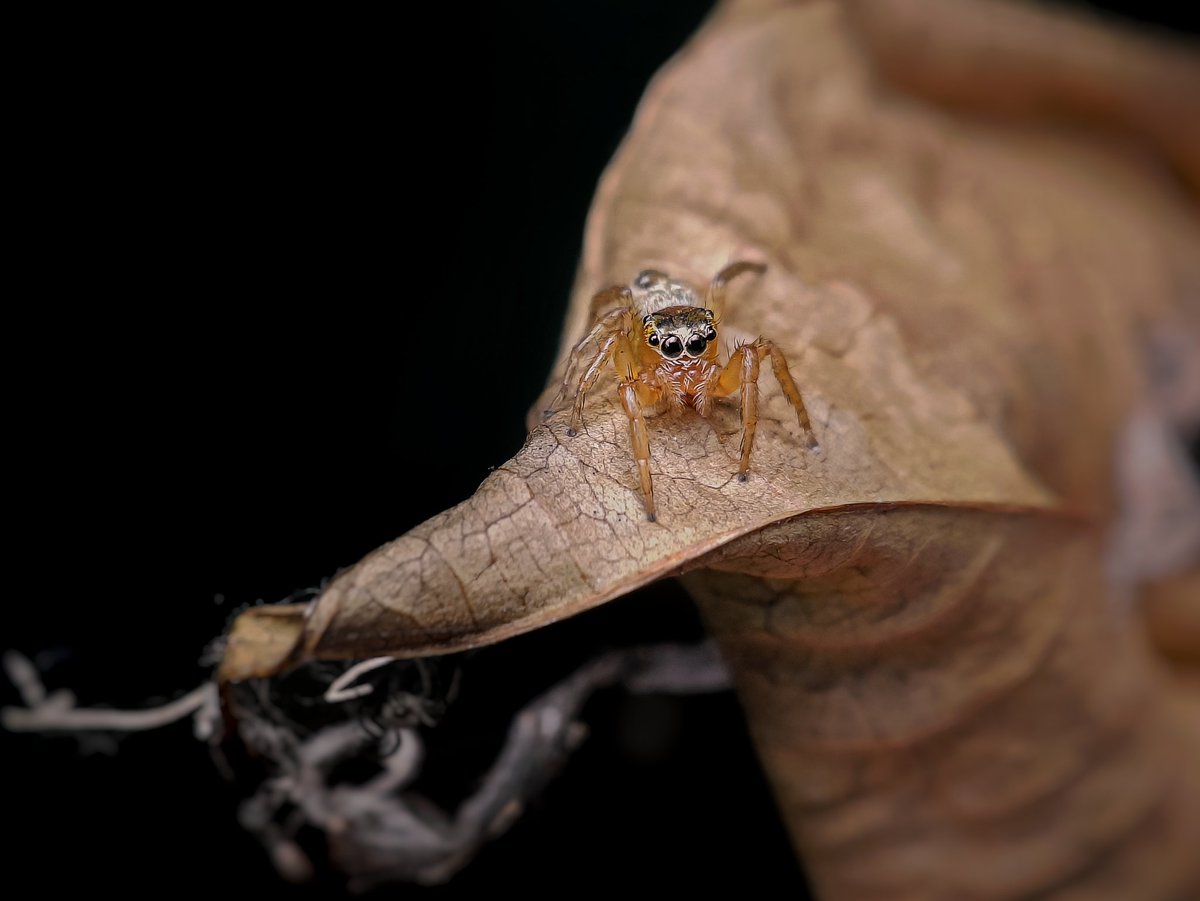 A female Burmattus pococki , asian jumping spider idling around the foliage 🕷️🍂
#BBCWildlifePOTD #wildlifephotography #NatureBeauty #IndiAves #earthcapture #macrophotography