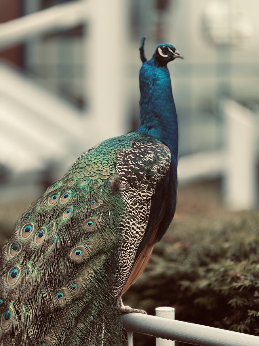 We've heard of campus cats, but are we the only university with a campus peacock? 🦚 Have our Telford team given our friend an official name yet? Let us know ⬇️