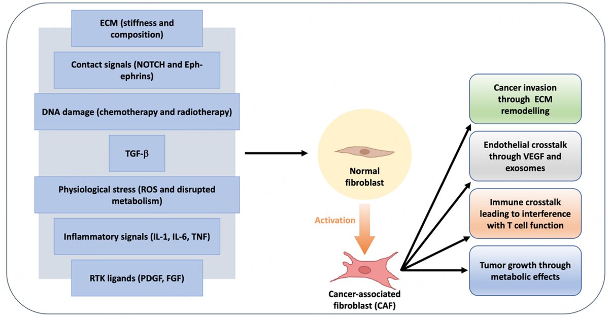 #Tumormicroenvironment #Notch #immunotherapy #checkpoints 🎀Signaling and molecular networks related to development and inflammation involved in CCA initiation and progression 🖇️Download PDF: f.oaes.cc/xmlpdf/af055ec… 🖍️Molecular alterations of iCCA 🖍️Targeted therapies