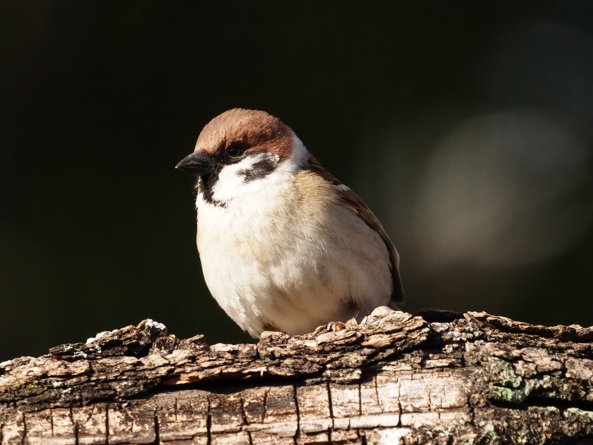 1月のスズメ。
A sparrow in January.
#写真 #野鳥写真 #カメラ #em5markiii #ed100400mmf5063 #マイクロフォーサーズ #ミラーレス #om写真投稿 #wildbirds #bird_watching #マイクロフォーサーズ #ミラーレス #om写真投稿 #スズメ #雀 #eurasian_tree_sparrow #passer_montanus