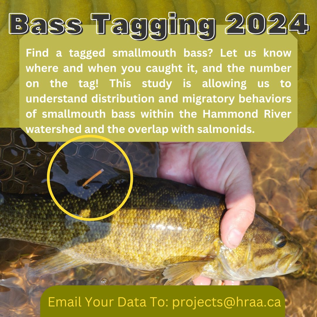 HammondRiverNB's tweet photo. Our Smallmouth Bass Tagging Study is currently underway! 
We also have a prize category for the upcoming Family Fishing Derby for "Best Tagged Bass Photo"! The Family Fishing Derby will be this upcoming weekend on NB Fish Days, and it is only $20 to register your whole family! https://t.co/EBzmND436n