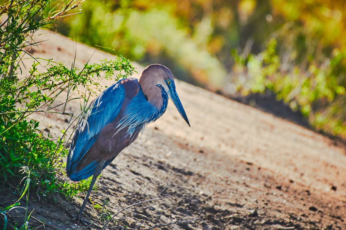 Tanzania Wildlife
1) Golden jackal | Ngorongoro
2) Common Zebra | Serengeti
3) Goliath heron | Serengeti
#tanzaniawildlife #bownaankamal #jawsafrica #jawswildlife #gamedrive #nikon #magicalafrica #africa #tanzaniasafari