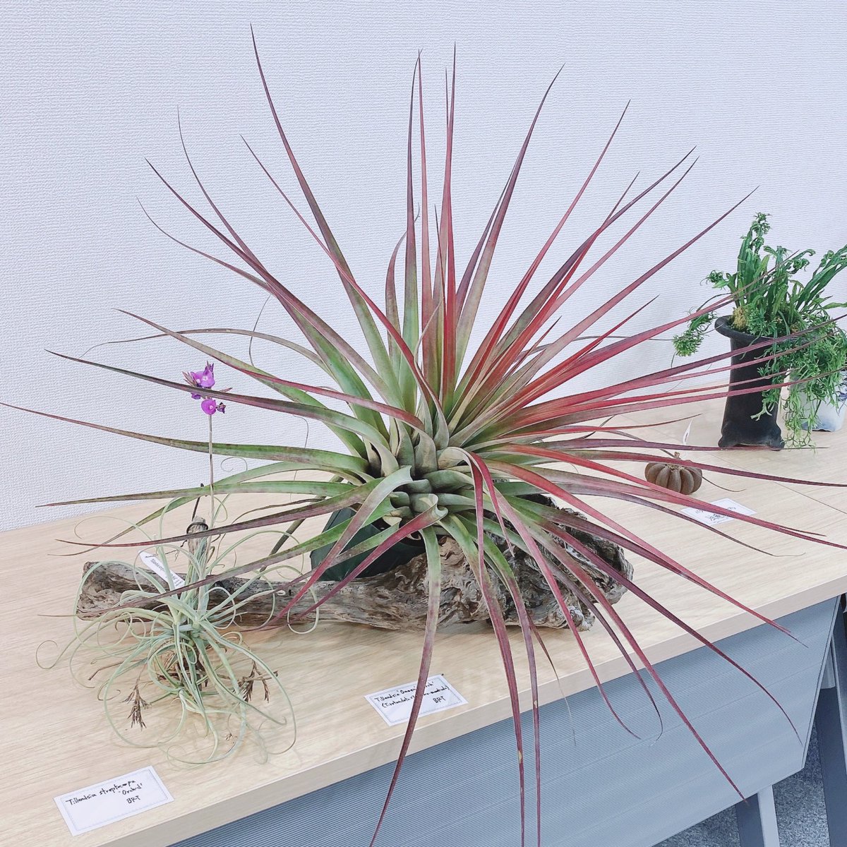 天一の展示かっこよかった