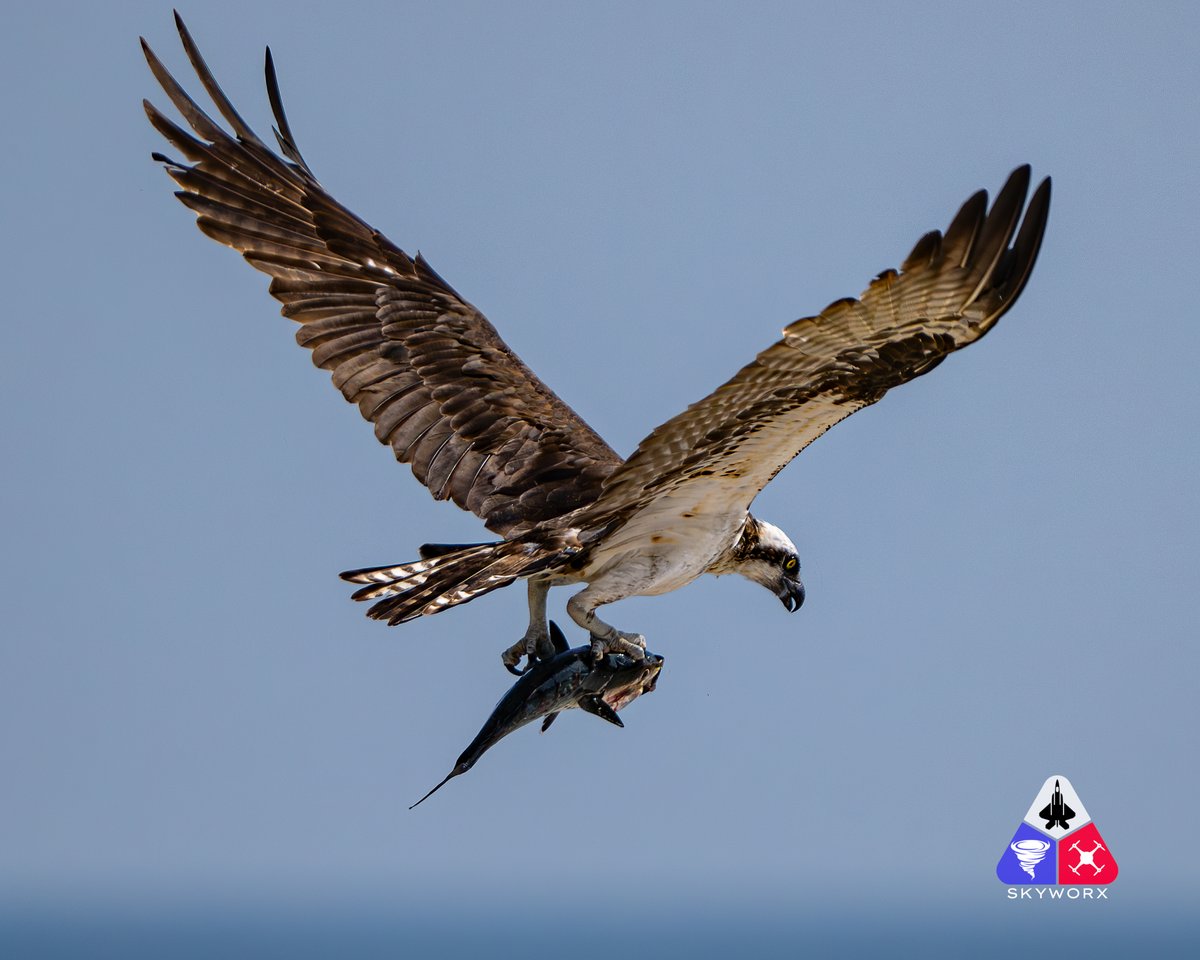 A few pics of the original Osprey along the Gulf Coast. I consider these guys one of the 'top of the food chain' predators on earth. Absolute killing machines.