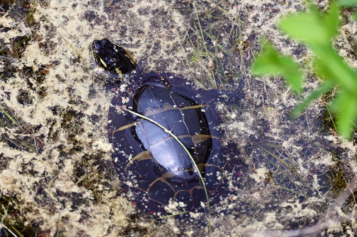 Happy Pollen Tuesday! Noooooo. That’s not a thing. Happy #TurtleTuesday, Pollen Edition. Here’s a native painted #turtle swimming in a lake that was blanketed in #pollen. Enjoy your Pollen Tue ... er, 🐢 Tuesday

📷: Paul Leakan, Pinelands Commission Communications Officer

#NJ