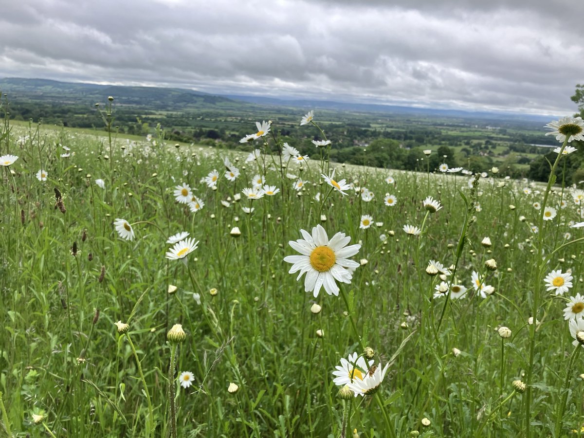 May meadow #ox-eye daisies