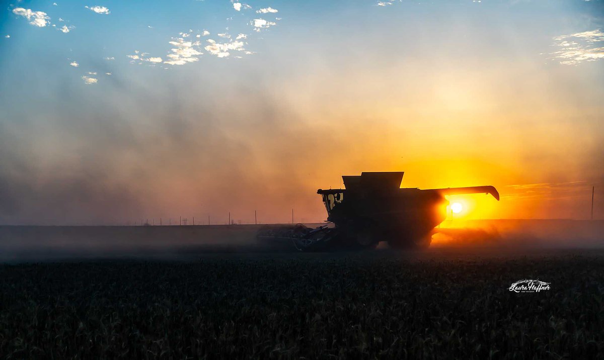 Laura Boroughs-Haffner tweet media