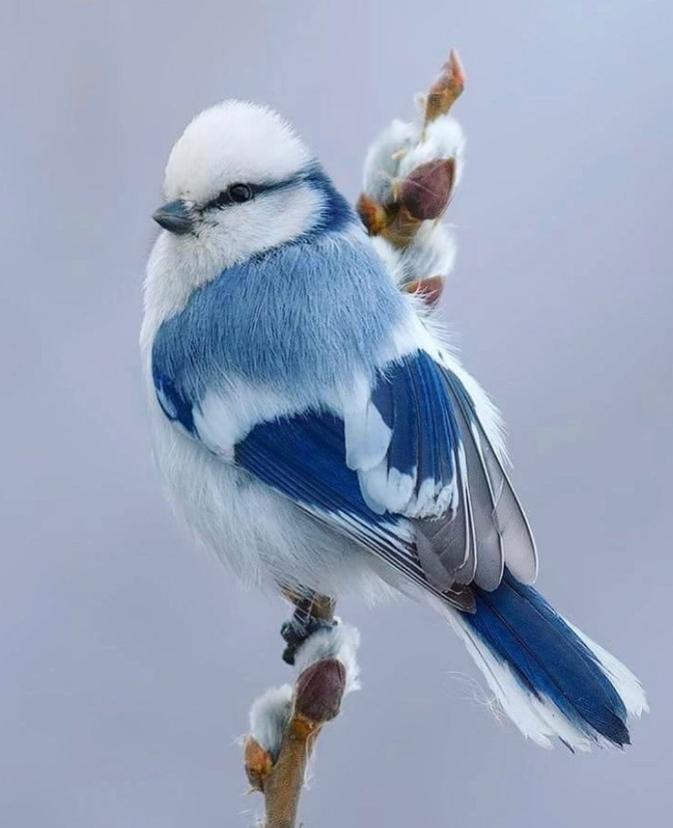Birds Perfection tweet media