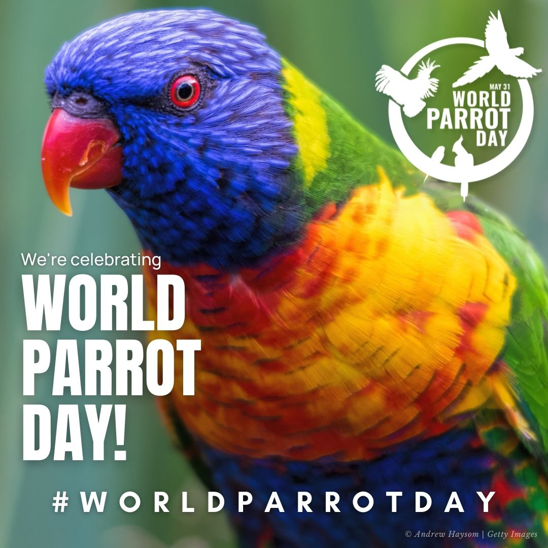 ParadiseParkCornwall (@cornishparadise) on Twitter photo Coming soon, 20th Anniversary of 'World Parrot Day' on May 31st!
In 1989, Mike Reynolds set up the <a href="/ParrotTrust/">World Parrot Trust</a> at Paradise Park, in Cornwall, UK.
The WPT is a registered charity active around the world & helped the survival of 80 species in 45 countries.
#WorldParrotDay Coming soon, 20th Anniversary of 'World Parrot Day' on May 31st!
In 1989, Mike Reynolds set up the <a href="/ParrotTrust/">World Parrot Trust</a> at Paradise Park, in Cornwall, UK.
The WPT is a registered charity active around the world & helped the survival of 80 species in 45 countries.
#WorldParrotDay