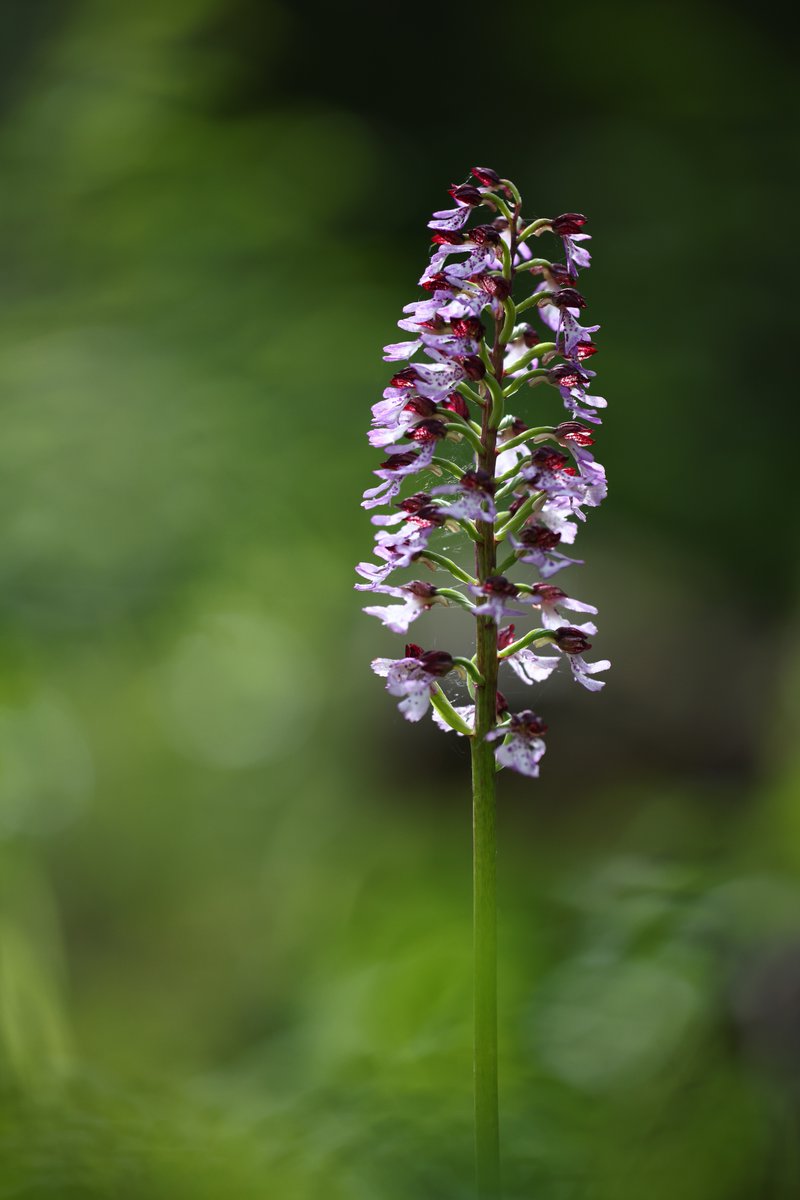A trip to Kent this week and the majority of the Lady Orchids are much more advanced than this time last year.