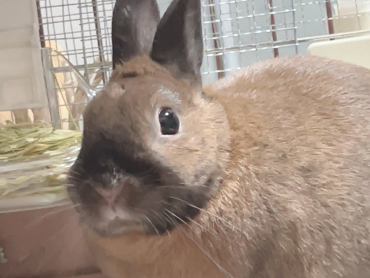 爪切りに行くことを察した時のうさぎ🐰