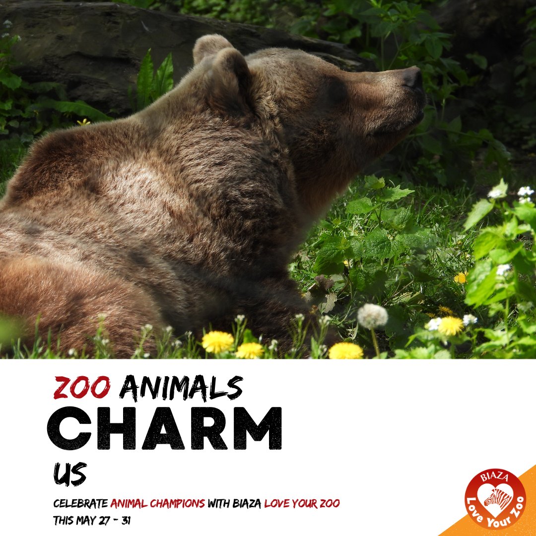 🏆 The theme of this year’s BIAZA #LoveYourZoo is Animal Champions! 🏆 Animals are at the heart of every action Zoos make 🐾 As a BIAZA member, and with visitor support, we’re helping ensure the longevity of the planet’s incredible biodiversity🤝🌍 #AnimalChampions #NorthWales
