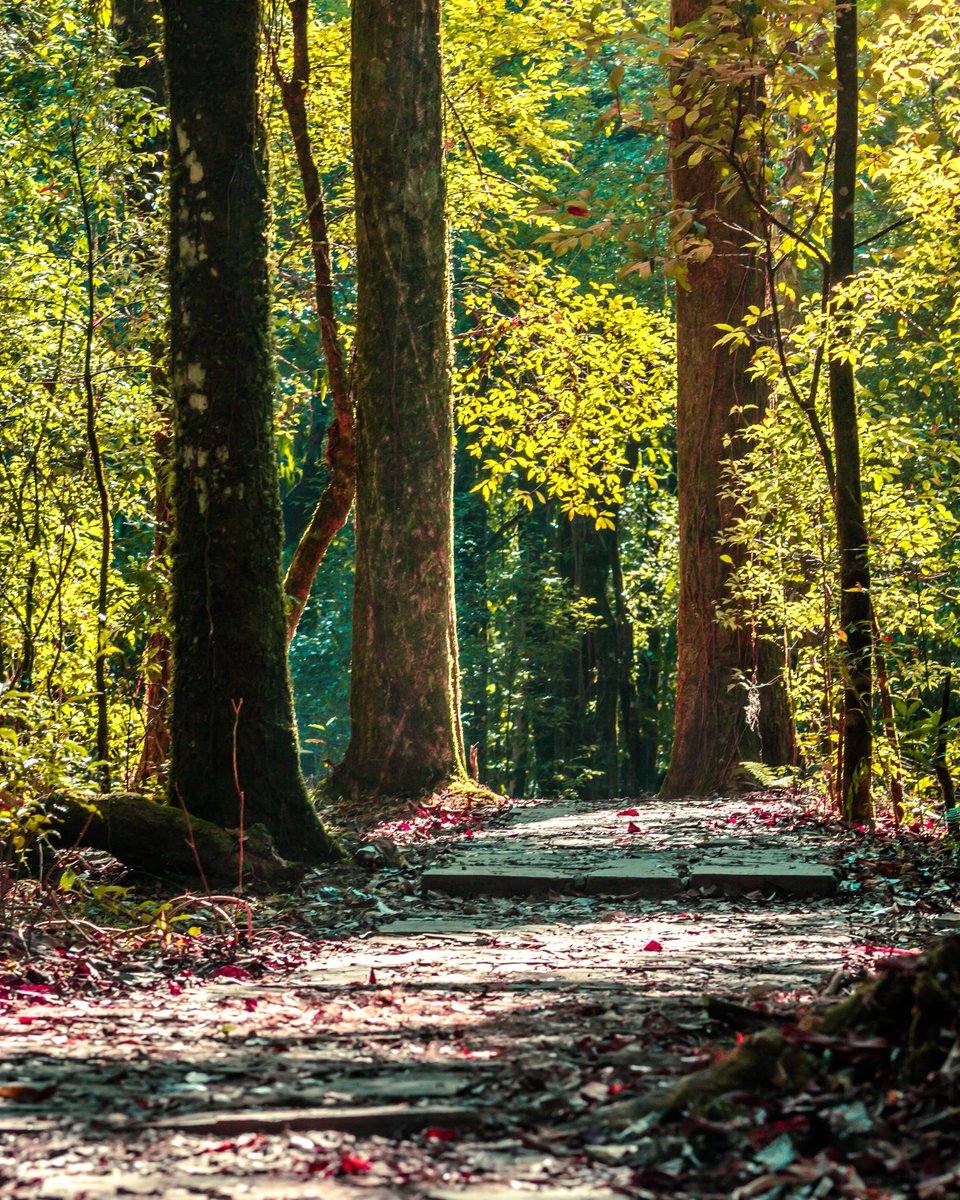 Mawphlang Sacred Groves is a must-visit attraction if you’re visiting Meghalaya. This woodland is rich in culture, lore and history. According to the locals, this area is important as it serves as a link between nature and man.

Read more:
bit.ly/MawphlangSacre…

Credits: