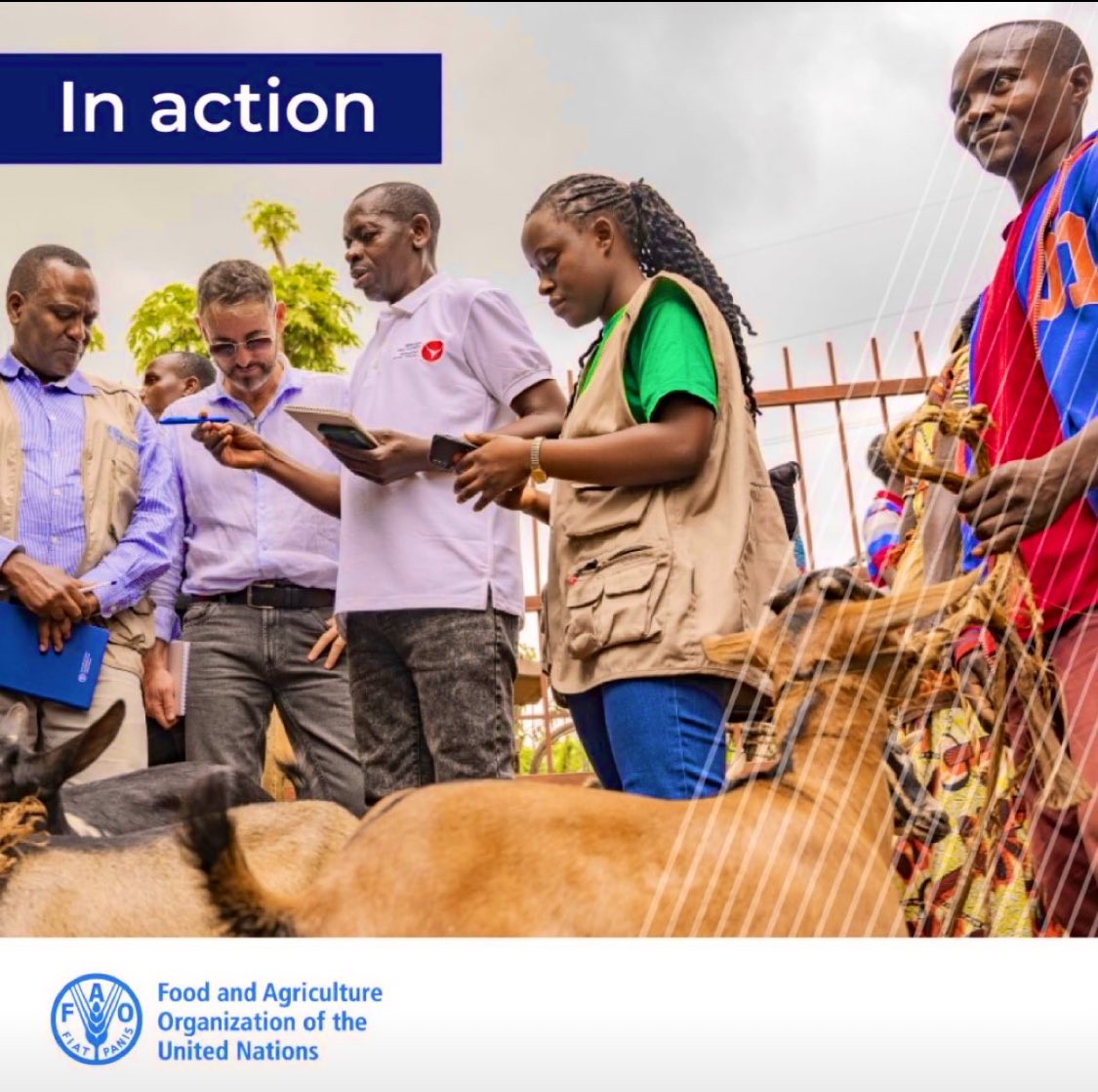 #AnimalHealth subsector within agriculture sector is caring of antimicrobial resistance #AMR surveillance and risk reduction in livestock, aquaculture, animal products & related environment. We’ve released guidelines for #EasternAfrica countries: See 👉🏾bit.ly/4aymIGI