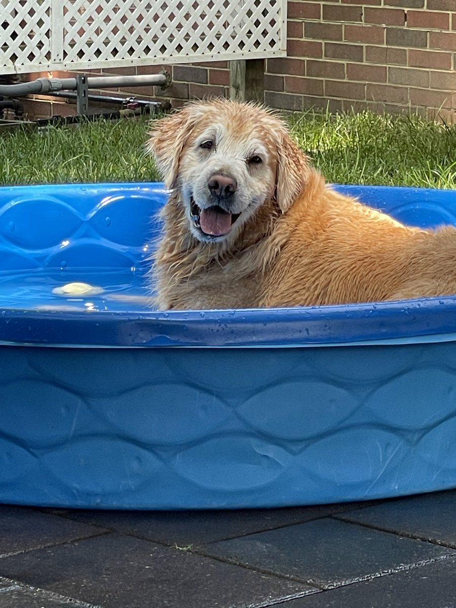 Caboose here.  Enjoy my joyful #TongueOutTuesday from Pool Day!! It’s my favorite day next to River Day and Dock Diving day!! #GRC #goldenretrievers
