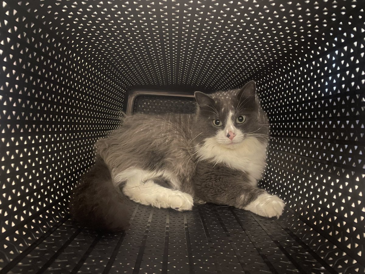 Bungle has climbed inside the laundry basket, and it looks like some early 2000s music video