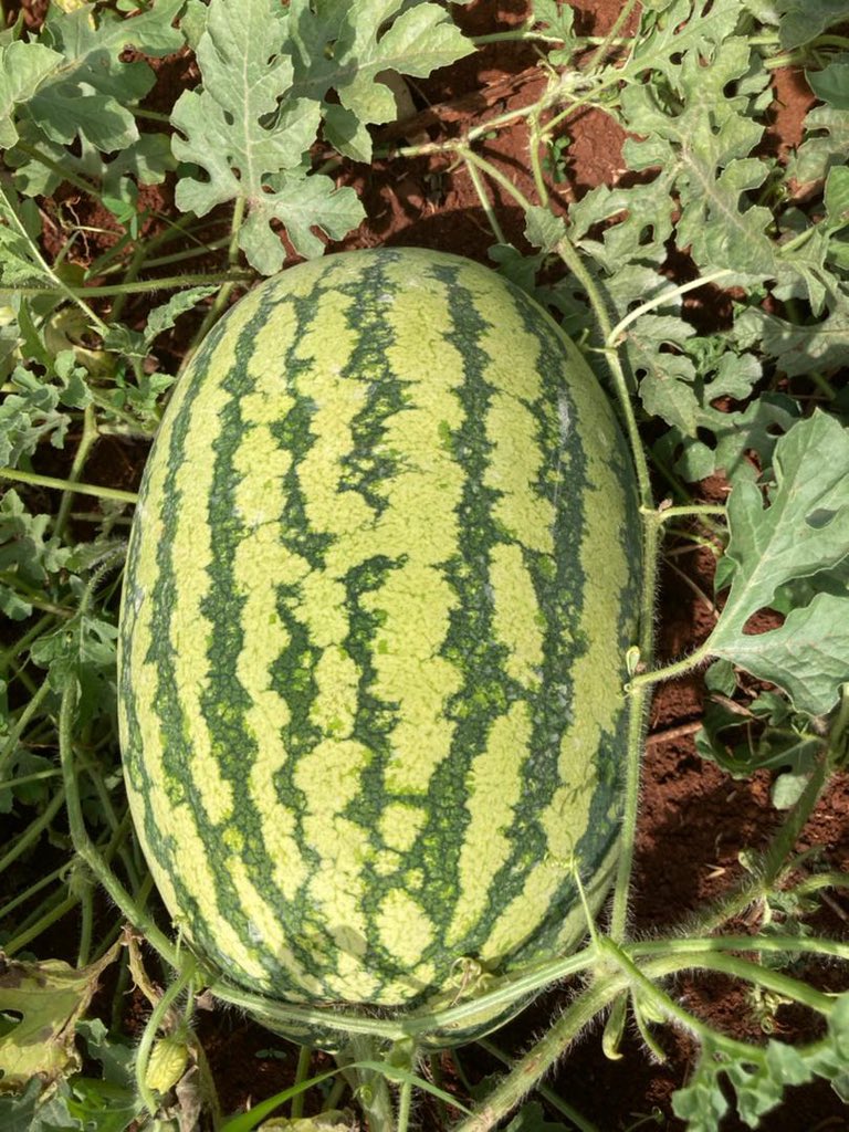 David_Owino1's tweet photo. Rich in vitamins A, C , magnesium potassium, lycopene and antioxidants which reduce heart diseases, controls weight, reduces cancer risk, helps repair the skin among others. 

Watermelons need a lot of attention and care to ensure high quality yield.
#agribussiness #entrepreneur https://t.co/wqLndIQpA6