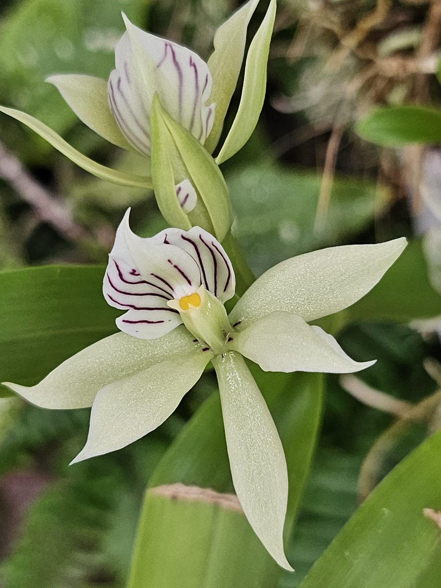 Prosthechea sp 💚

#Orquidario #Estepona #orquídeas #orchids #VisitaElOrquidariodeEstepona